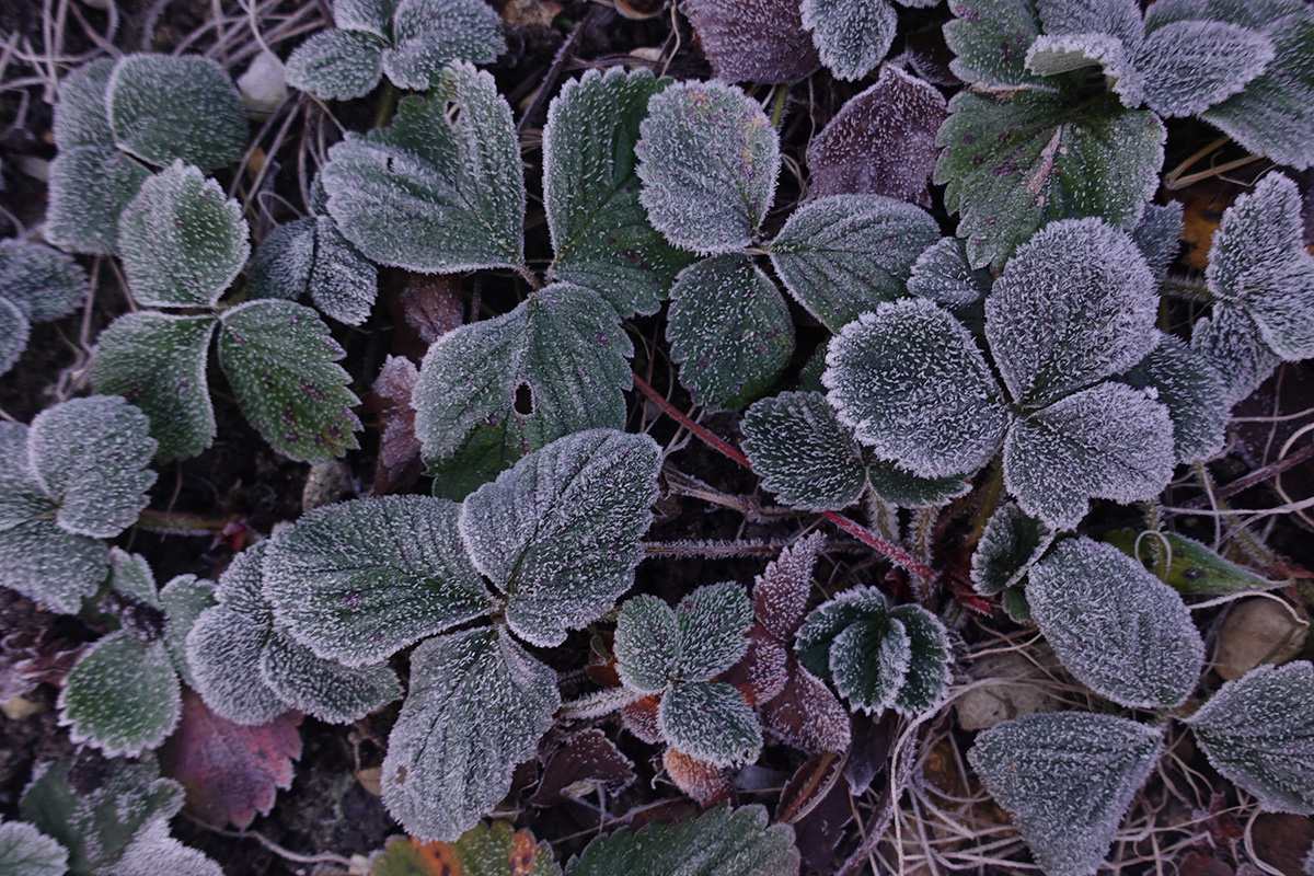 Insipration graphique un matin d'hiver dans un jardin prise le 04-01-2025
